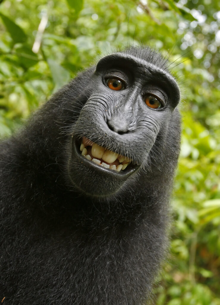 Yksi kiistellyistä apinan ottamista selfiekuvista. Kuva löytyy nykyään Wikimediasta julkisena ja vapaaseen käyttöön tarkoitettuna kuvana.